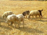 Başıboş köpekler koyunları parçaladı