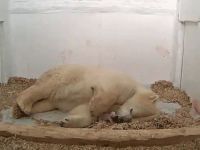 Hayvanat bahçesindeki 26 günlük kutup ayısı öldü