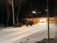 Sivas'ta yaban domuzu sürüsü, üniversite kampüsüne girdi