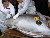 Japonya'da yılın ilk orkinosu 320 bin dolara satıldı