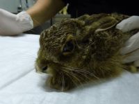 Yavru yaban tavşanı iyileşiyor