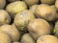 Patatesin yeşillenmesi gerçekten tehlikeli midir?