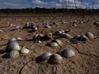 Türkiye'de son 44 yılın en kurak yılı yaşanıyor