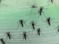 Zika virüsü belirtileri nelerdir? Zika virüsü nedir? Nasıl bulaşır?
