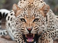 Hindistan'da leoparlar 3 çocuğu öldürdü