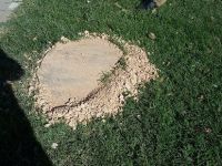 Ağaçları kökünden söküp satıyorlar