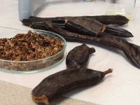 Keçiboynuzu araştırıldı: 2 ay boyunca tüketenlerde…