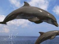 Brezilya'da virüs 170'den fazla yunusun canına mal oldu