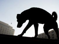 Yeni yasa tasarısından: Devlet şikayetçi olmazsa sahipsiz hayvana işkenceye ceza yok