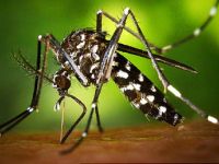 Profesörün "Kar Yağsın" Duası: Hepimiz Donalım, Sivrisinekler de Donsun