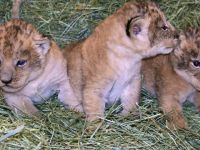 İsveç, 9 aslan yavrusu “masraflı” oldukları gerekçesiyle öldürdü