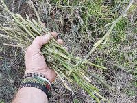 Ayrelli mevsimi açıldı