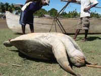 Madagaskar'da kaplumbağa etinden zehirlenen 8 çocuk öldü