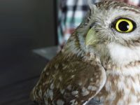 Kukumav Baykuş’u doğaya kanat çırptı