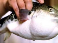 Japonya'da marketlerde zehirli balık alarmı