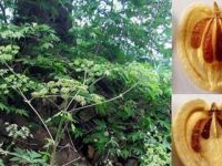 'Amanos öğrek otu' dünya bitki literatürüne girdi