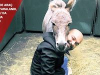 Mardinli Beyaz iyileşti artık yük taşımayacak