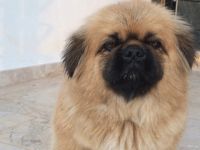 Bulana para ödülü var