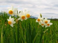 Biyologlar Derneği, yabani nergislerle ilgili Polis ve Çevre Koruma Dairesi’ni göreve çağırdı