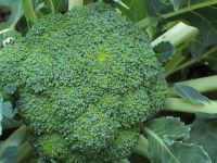 Brokoli kanser tedavisinde kullanılabilir