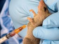 Nijerya'da "Lassa sıtması" alarmı