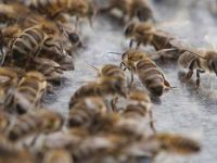 İki çocuk, yarım milyon arıyı öldürmekten yargılanacak