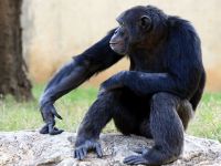 Şempanzeler kendi kendile alet kullanmayı öğrenebiliyor!