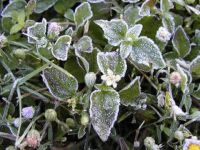 Yarın sabah saatlerinde hafif don olayı yaşanacak