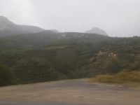 Genç fidanlara da kıydılar