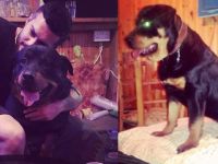 Kayıp köpek 'Sam' aranıyor