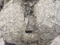 Eskişehir'de dev yaban arısı yuvası şaşırtıyor