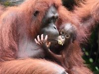 Hindistan Eğitim Bakanı evrime karşı: Maymunun insana dönüştüğünü kim görmüş?