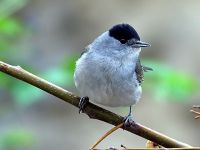 İngiliz Üsleri Mahkemesi’nden pulya avına cayrıdıcı cezalar