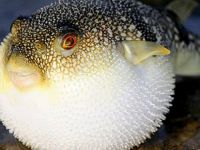 Balon balığı teslim eden 49 balıkçıya 37 bin TL ödeme yapıldı