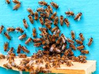 ‘Arı zehri, bağışıklık sistemini geliştiriyor’ Apiterapi nedir?