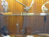 Şinasi Tekman’ın 76 adet heykeli DAÜ Kütüphanesinde yaşamla buluştu