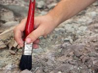 508 milyon yıllık solucan fosilleri bulundu