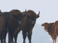 “Asi” inek, çiftlikten kaçıp bizon süresine katıldı