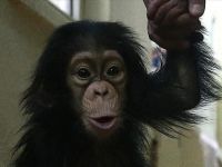 Çinli bilim adamları maymun klonladı