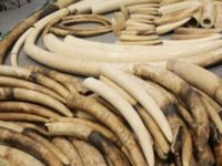 Çin'de geçen yıl 393 ton nesli tükenmekte olan hayvan ve ürünü ele geçirildi