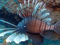 Akdeniz’e gelen zehirli aslan balığı için 'Aranıyor' afişi