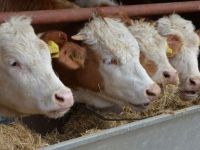 Kars'ta 500 TIR dolusu hayvan vurgunu