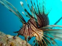 Akdeniz'e gelen zehirli aslan balığı için 'Wanted' afişi