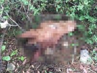 Antalya'da kesik at başı bulundu