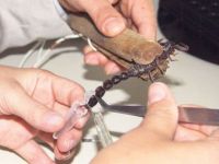 Tıp için 500 akreple yaşıyorlar