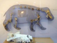 Kıbrıs’ın cüce fil ve hipopotamları