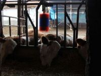 Çorum'da elektrik akımına kapılan 14 büyükbaş hayvan öldü