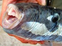 Bodrum'da zehirli balon balığı tedirginliği