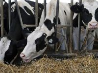 Hayvancılık cazibesini yitirdi