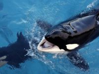 Bu da oldu! Balinaya konuşmayı öğrettiler